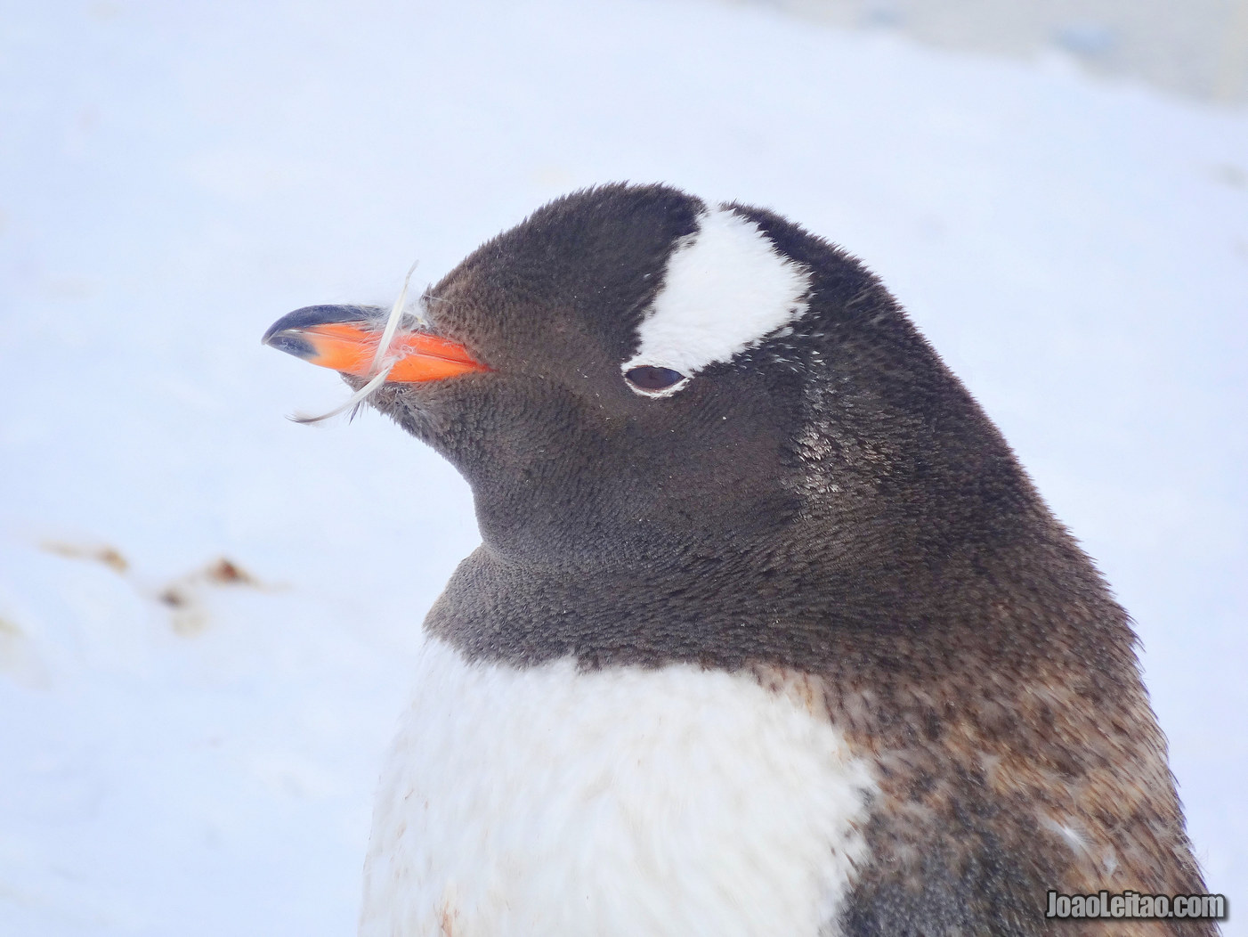 Como é visitar a Antártida em Janeiro?