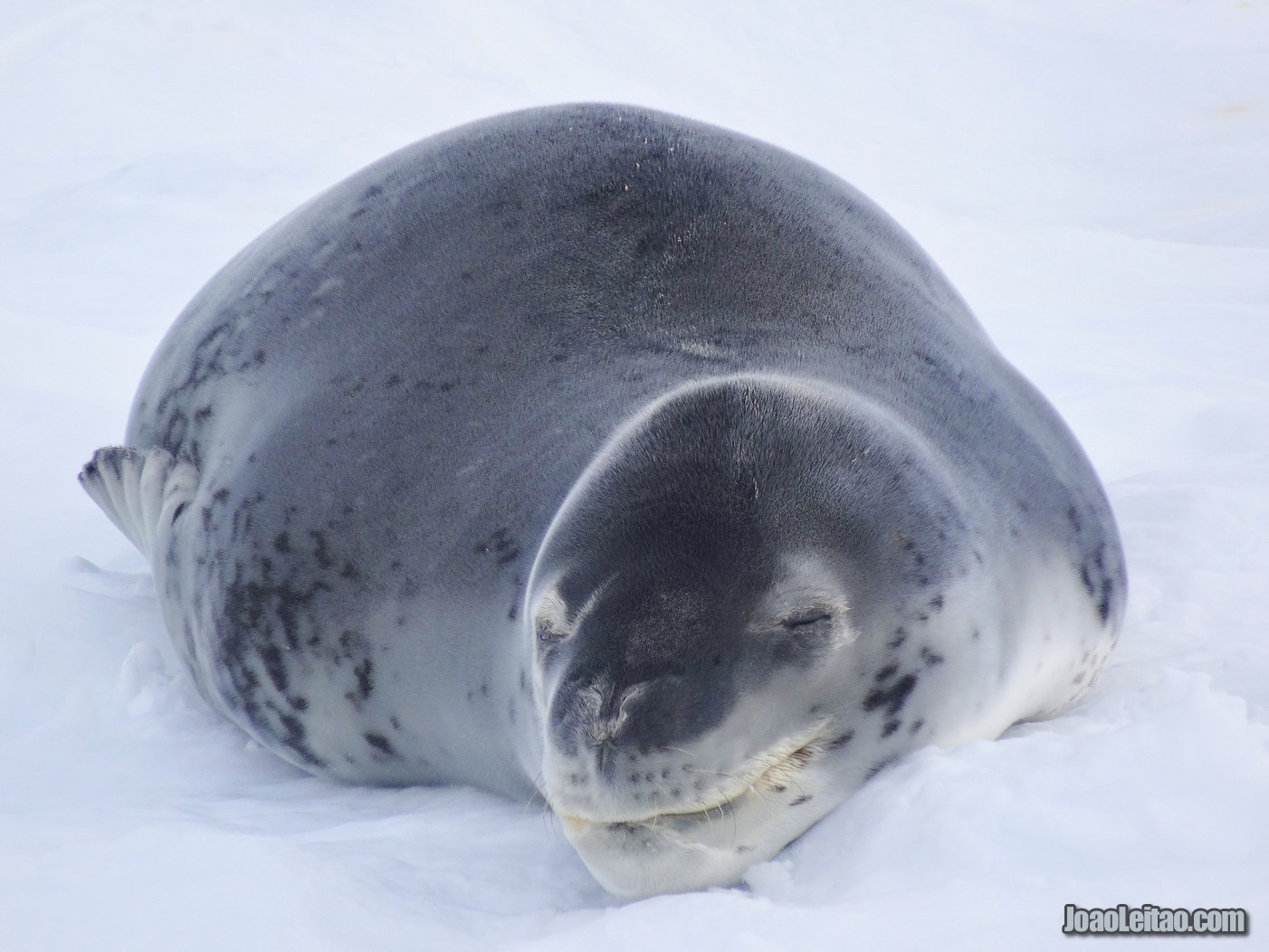 Foca Leopardo na Antártida