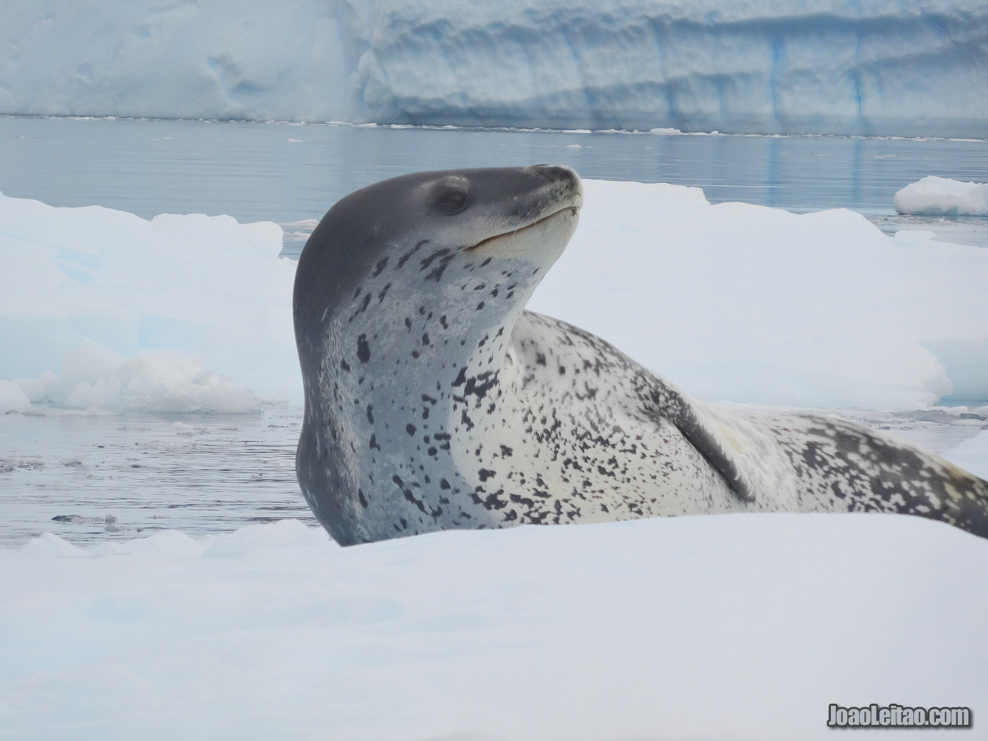 FOCA LEOPARDO ANTÁRTIDA