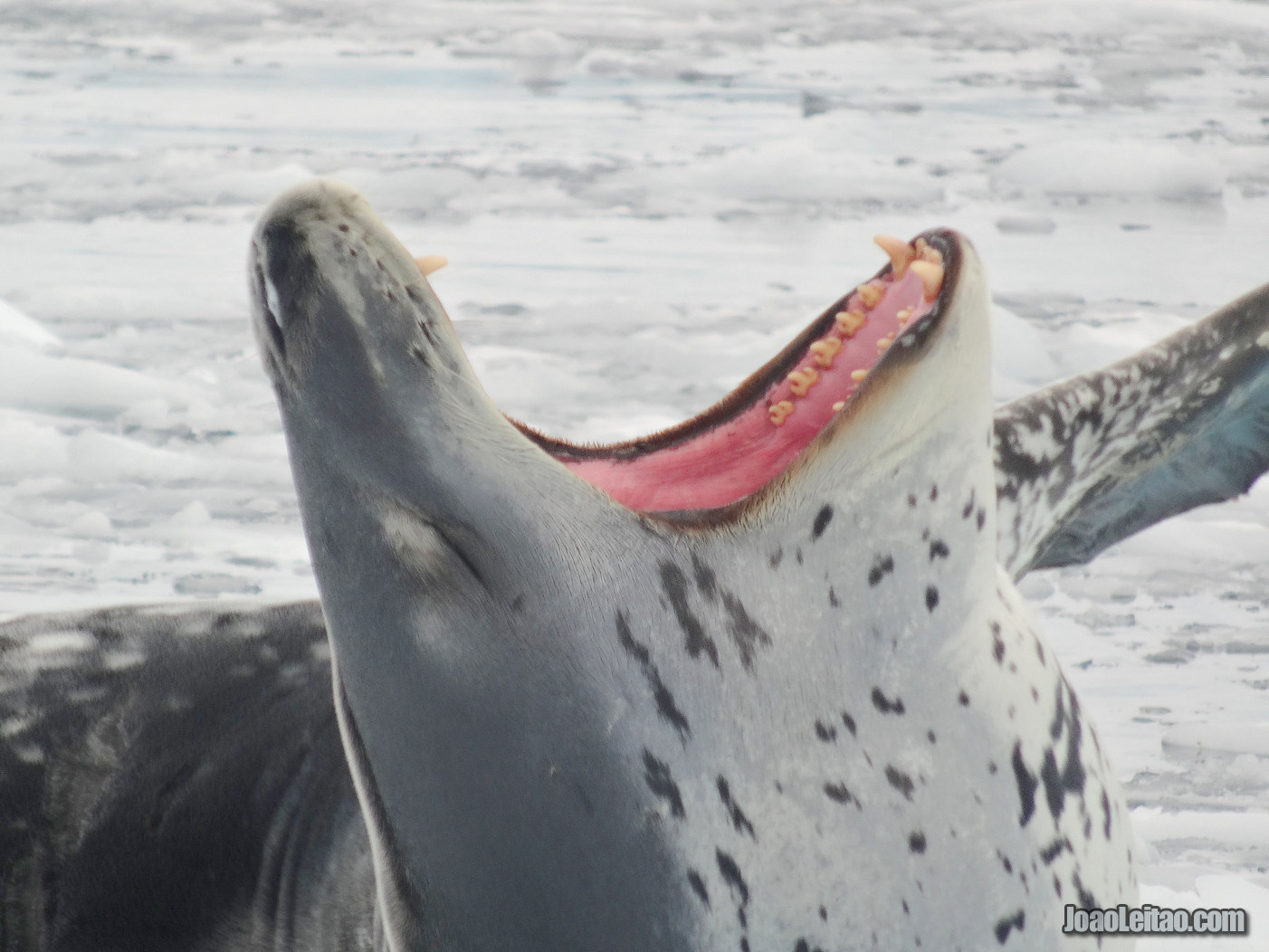 FOCA LEOPARDO ANTÁRTIDA