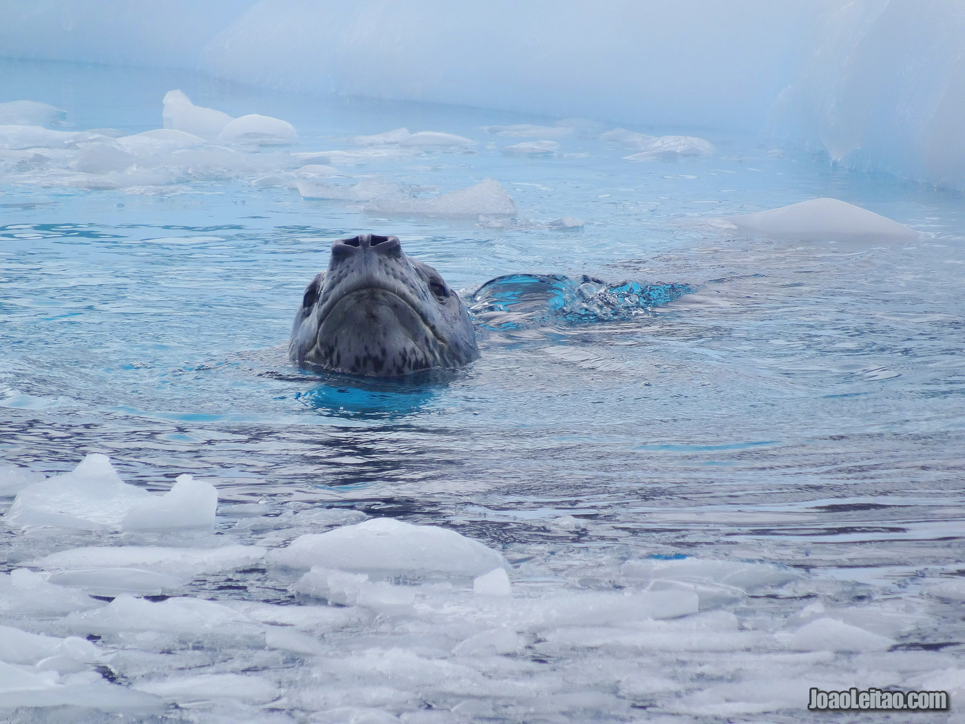 FOCA LEOPARDO ANTÁRTIDA