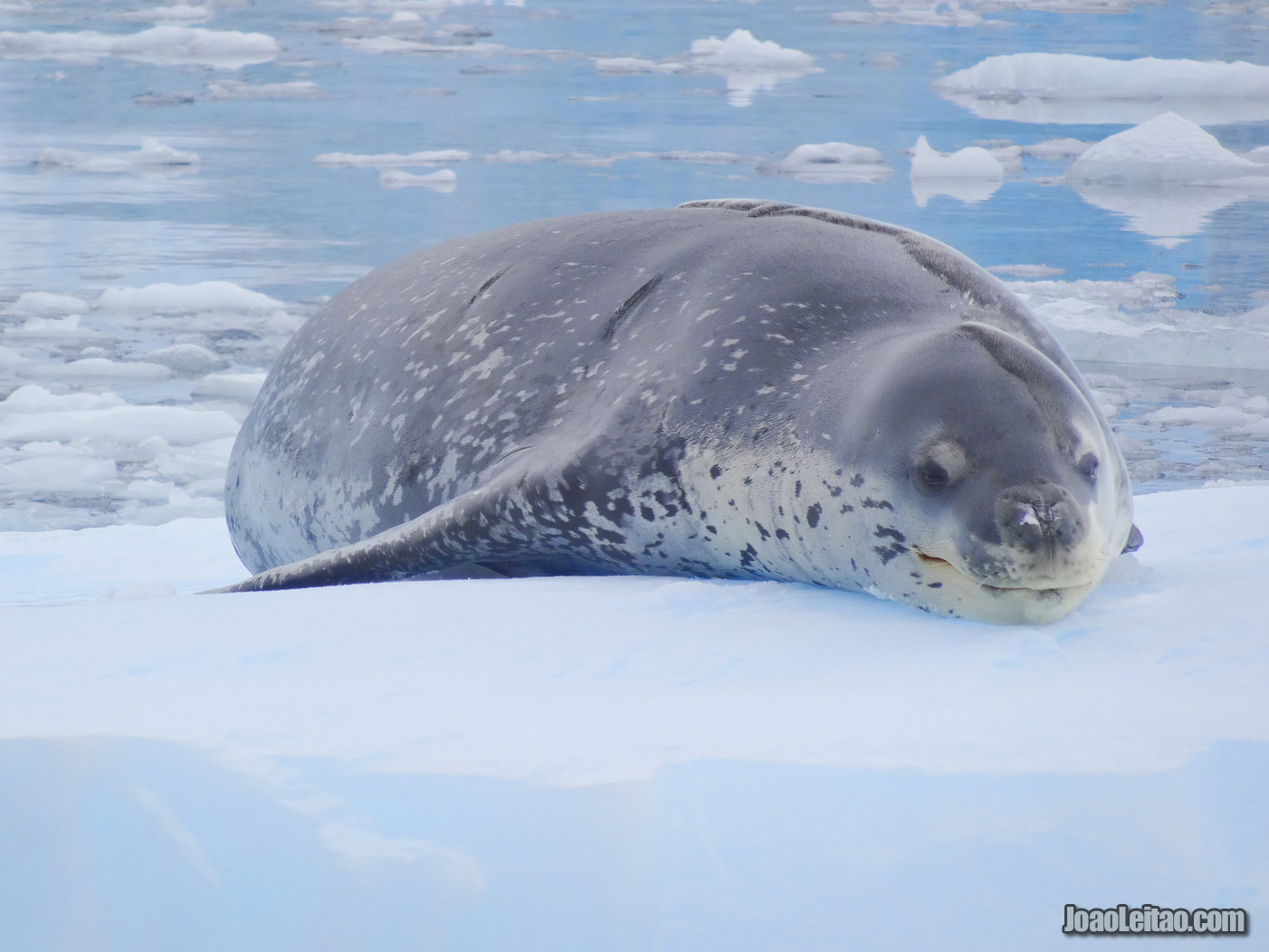 FOCA LEOPARDO ANTÁRTIDA