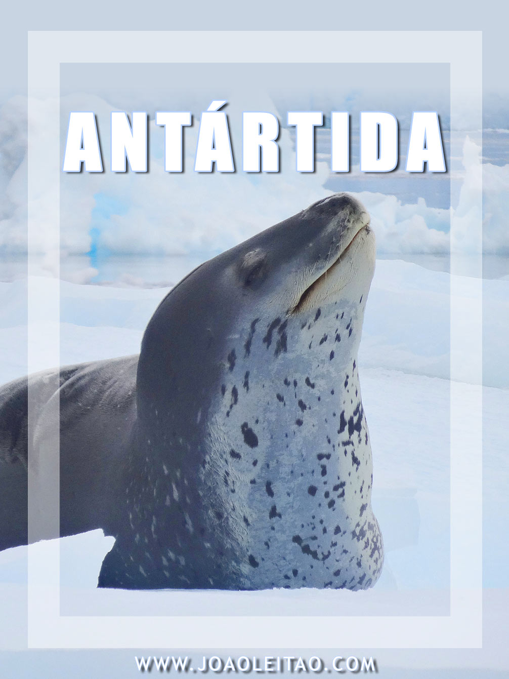 Foca Leopardo na Antártida