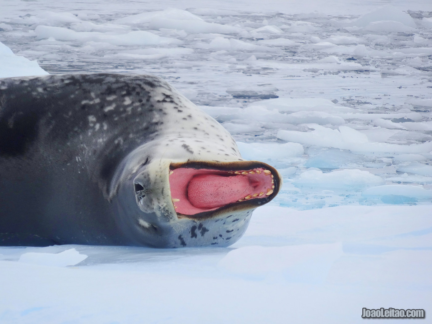 FOCA LEOPARDO ANTÁRTIDA