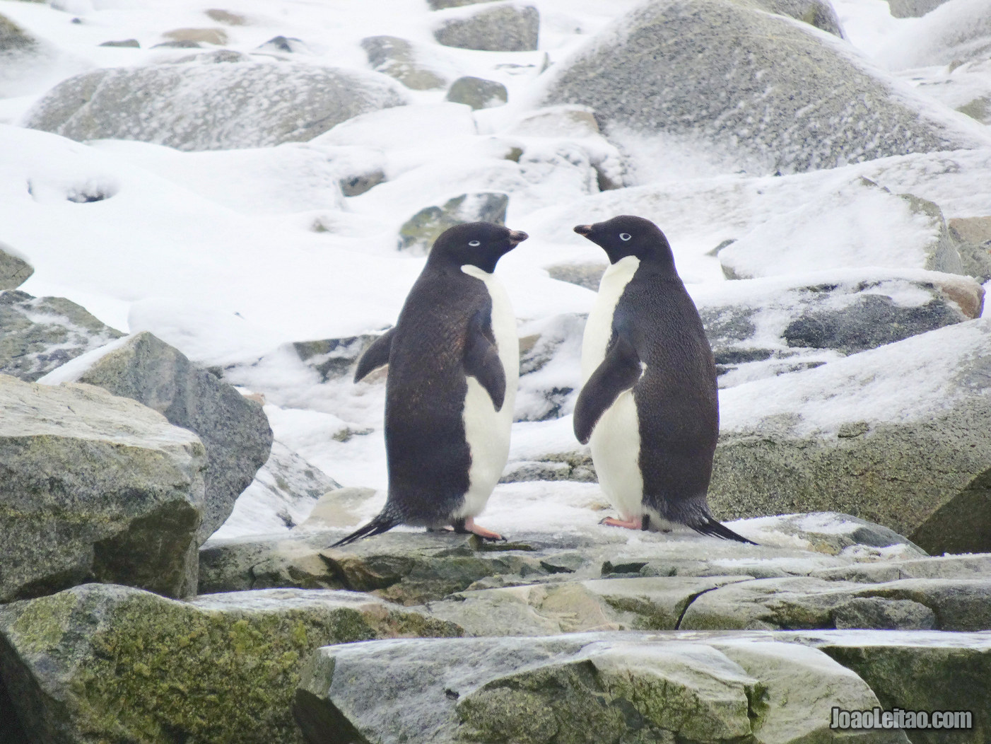 Pinguins-de-Adelie na Antártida