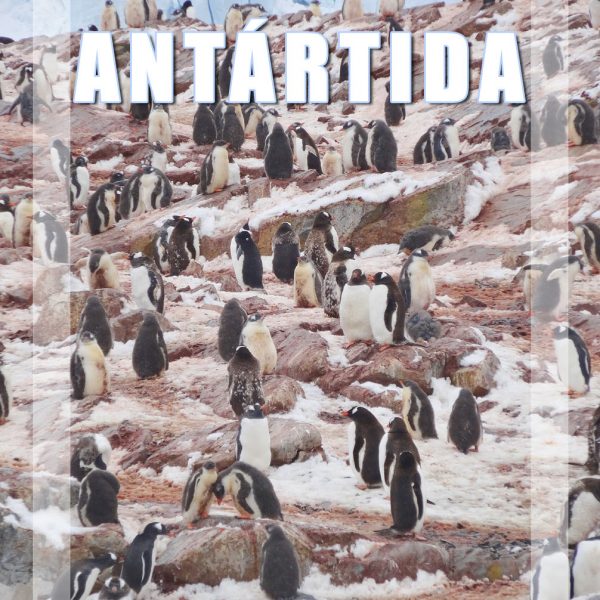 Qual a melhor altura para visitar a Antártida?