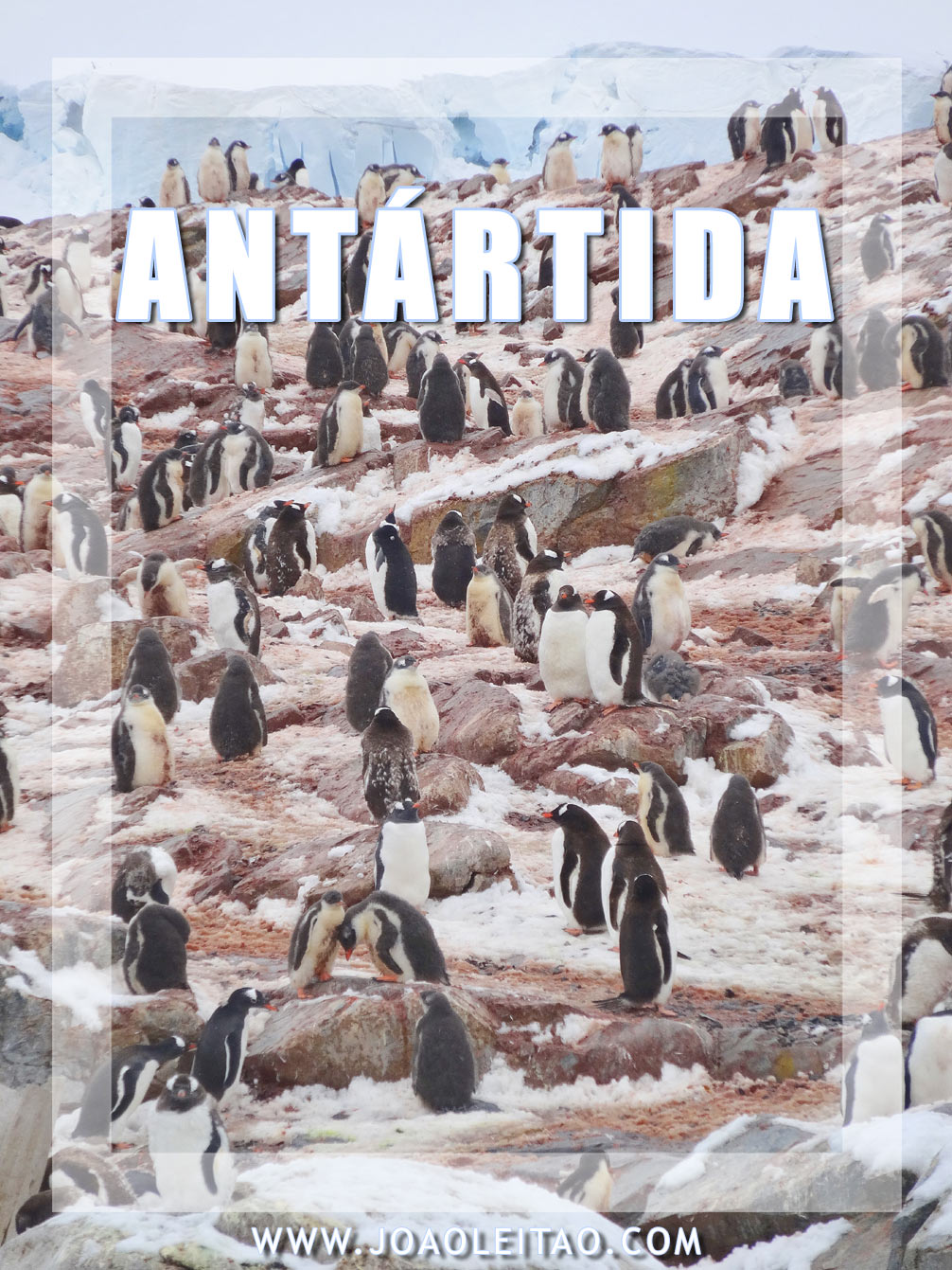 Quando Visitar a Antártida?