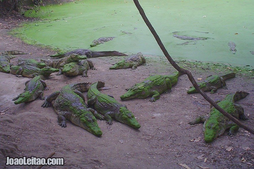 Visitar Bakau na Gambia