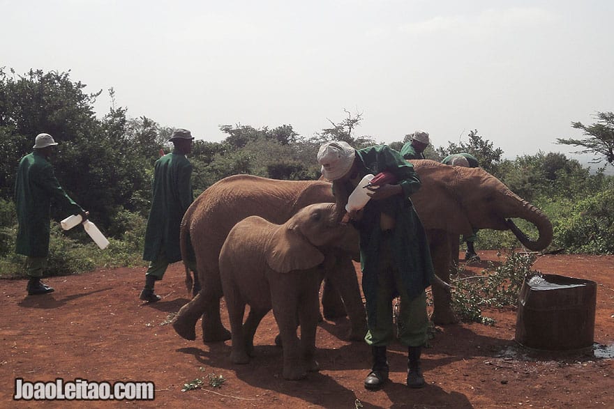 Visitar o orfanato de elefantes de Sheldrick em Nairobi no Quenia