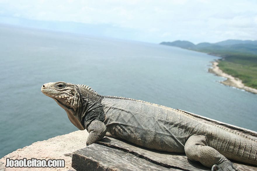 North America Best Destinations - North America Travel Guide - photo of Iguana in San Pedro de la Roca Fortress Cuba