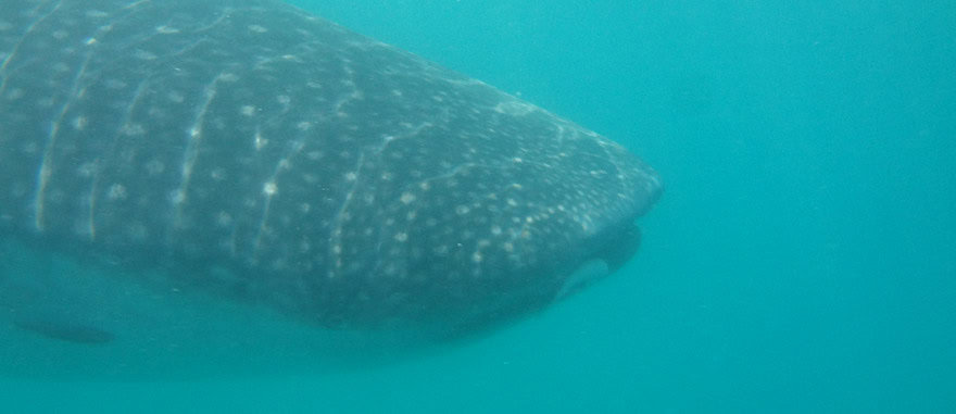 Swimming with Whale Sharks in Mexico