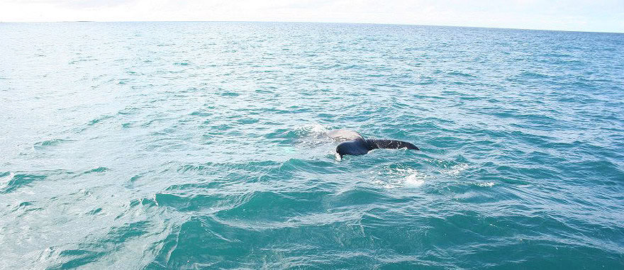 Whale Watching in Iceland