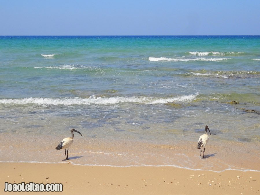 Baathela Beach in Berbera Somaliland