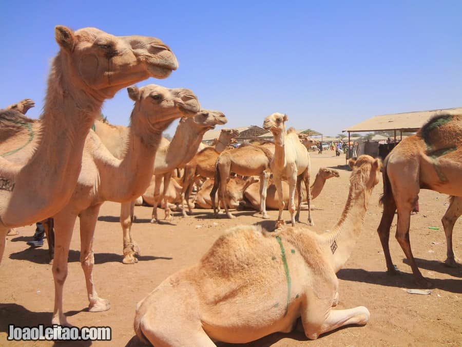 Camel Market in Hargeisa Somaliland