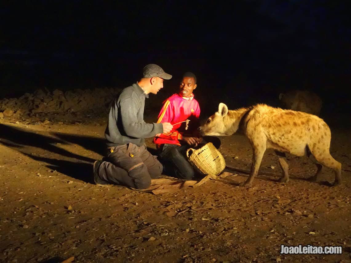 A alimentar hienas selvagens na cidade de Harar, na Etiópia