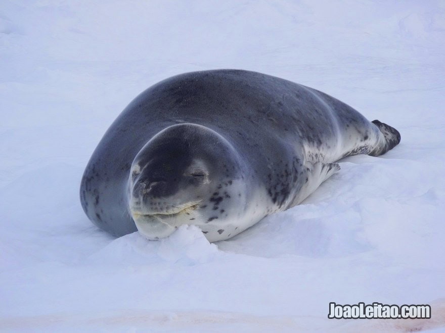 Leopard seal in Paradise Bay - Antarctica Animals