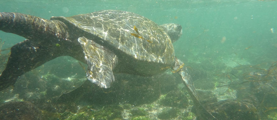 A nadar com tartarugas nas Galápagos