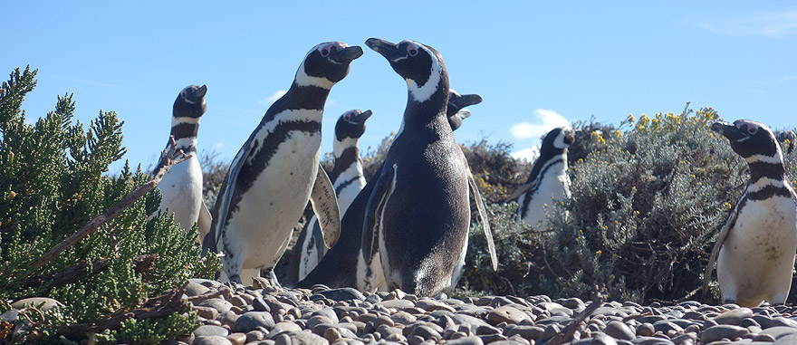 Visit Cabo Virgenes Penguin Park in Argentina