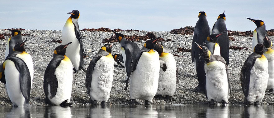 Visit King Penguin Park in Tierra del Fuego Chile