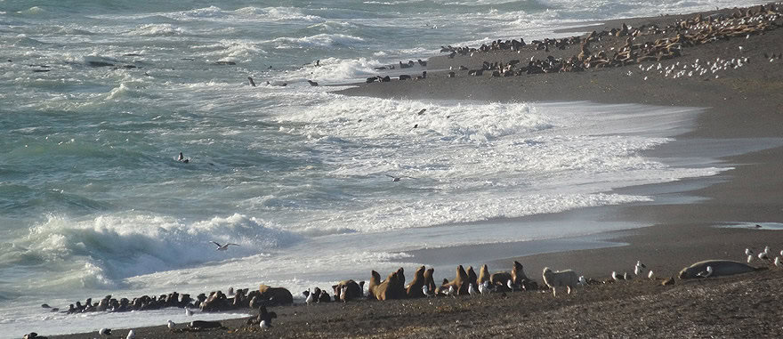 Visit Valdes Peninsula in Argentina