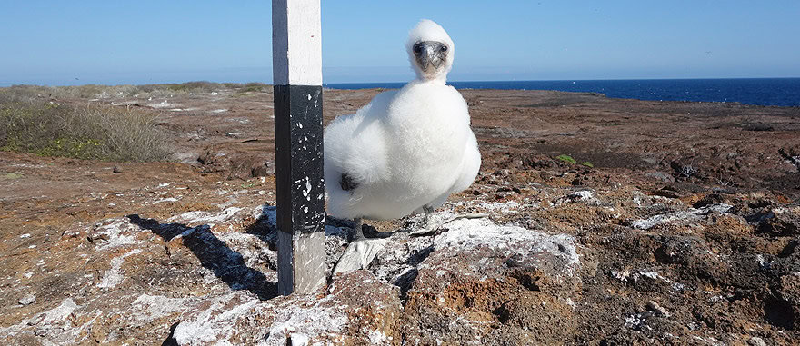 Baby Nazca Booby in Genovesa Island Galapagos