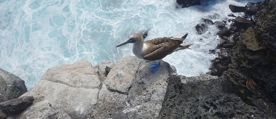 Blue-Footed Booby on a cliff in San Bartolome Island near Lobería Beach - Galapagos Wildlife