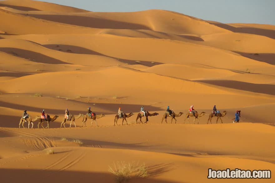 Camel Trekking Merzouga