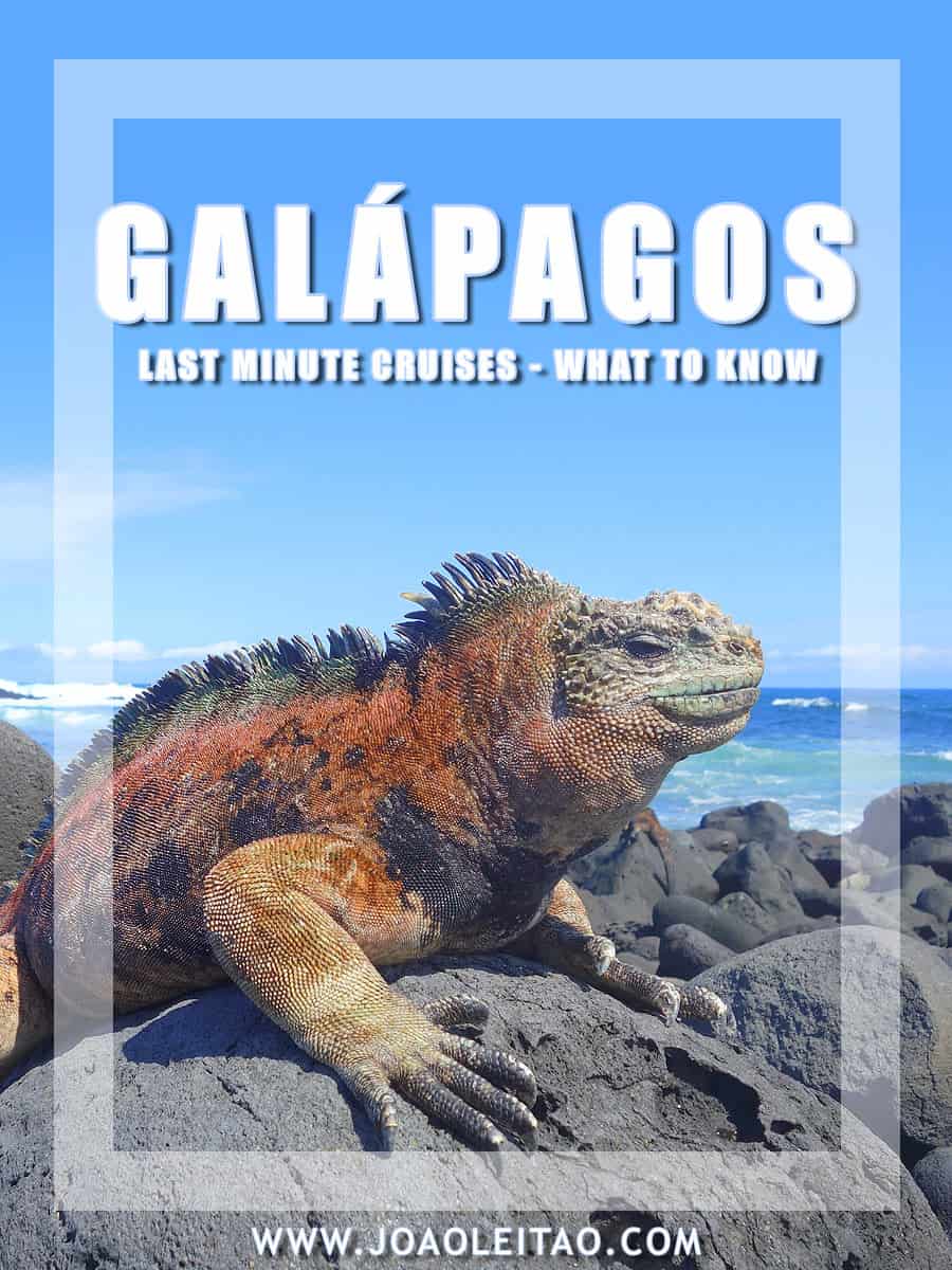 Galapagos Islands Last Minute Cruises - What to Know