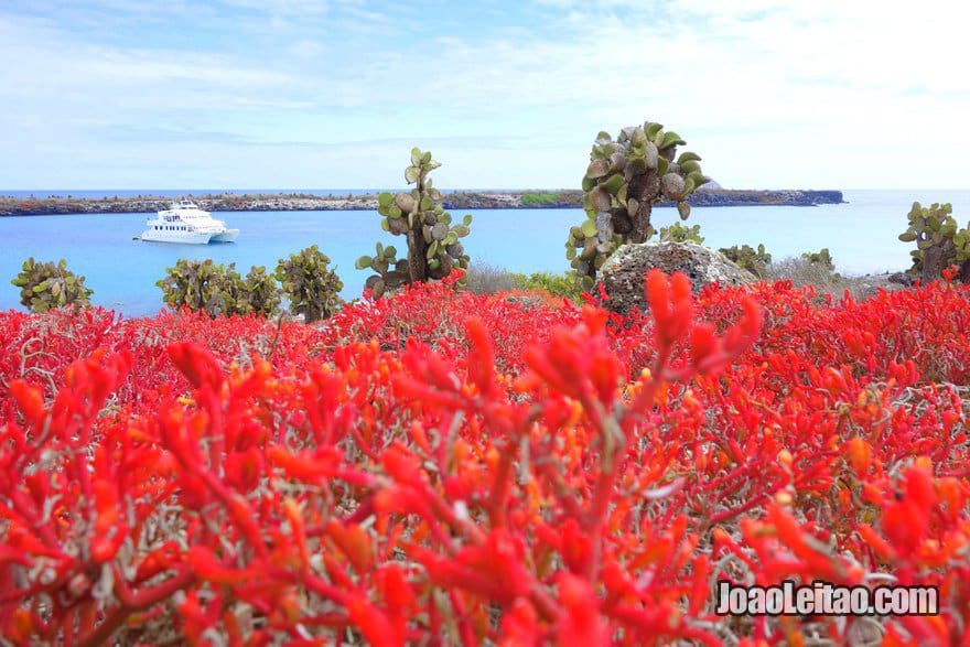 Cruzeiros de última hora às Galápagos – foto da Ilha Plaza Sul no arquipélago dos Galápagos