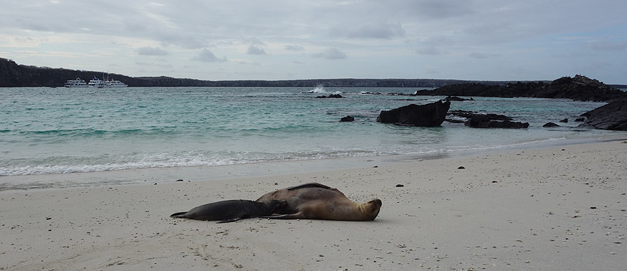 Sea lions on the beach in Genovesa Island - you can only visit Genovesa while on a cruise