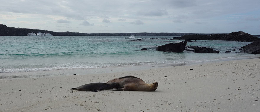 Leões-marinhos na praia da Ilha Genovesa – só consegue visitar a ilha num cruzeiro]