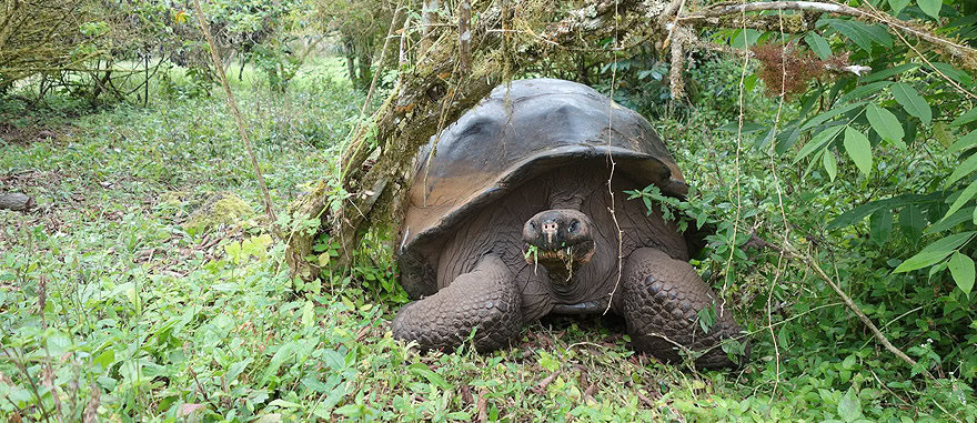 Tartarugas gigantes na Ilha de Santa Cruz Galápagos