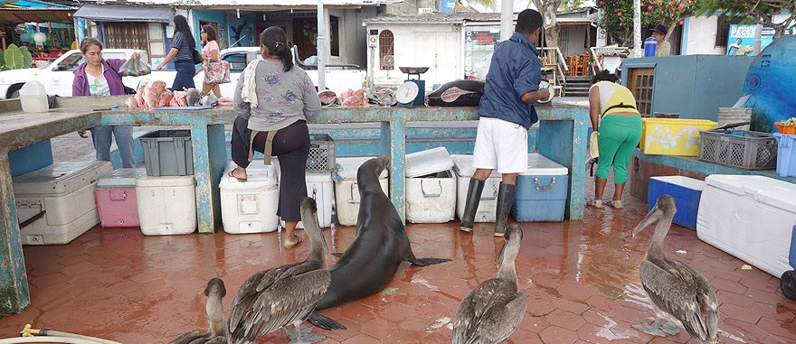 Mercado do peixe em Puerto Ayora com pelicanos e leões-marinhos esfomeados