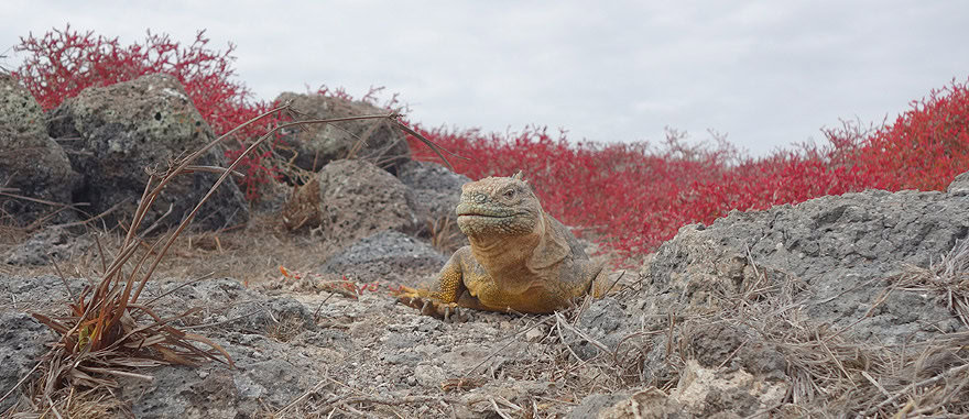 Yellow Land Iguana in South Plaza Island Galapagos