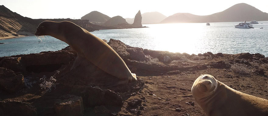 Leões-marinhos na Ilha de Bartolomé nas Galápagos