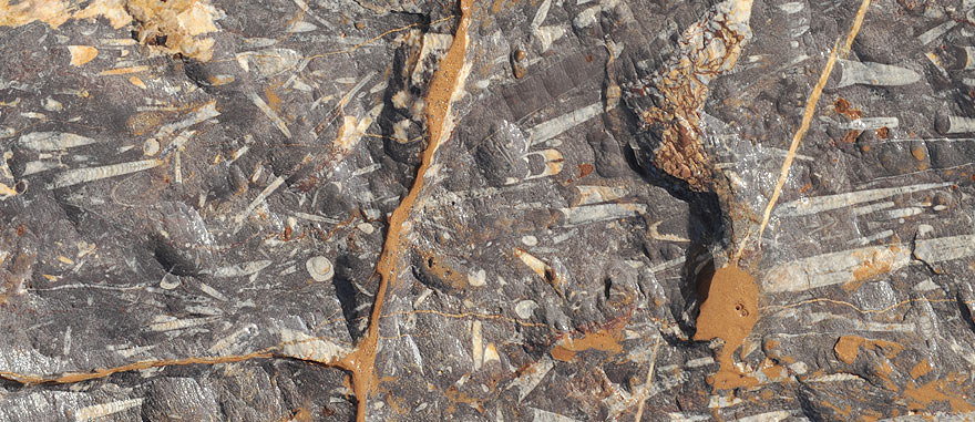 Fossils on rocks - Mind-blowing Sahara Desert Hotel