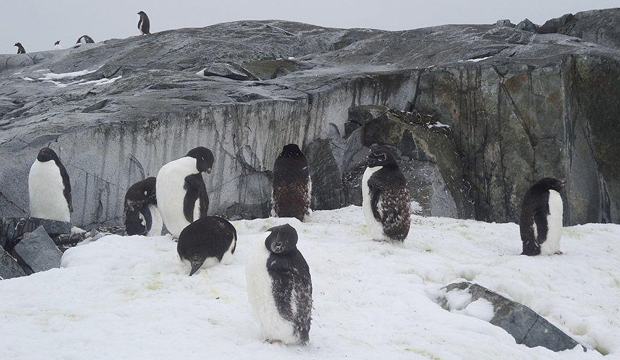 Adelie penguin colony in Petermann Island