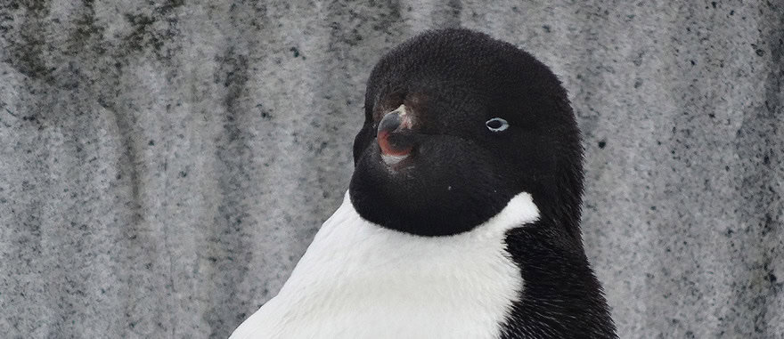 Close-up of the head of a Adelie Penguin