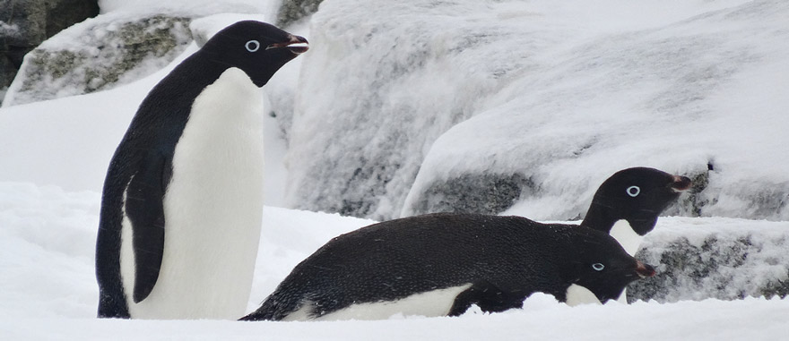 Adelie Penguins in Antarctica