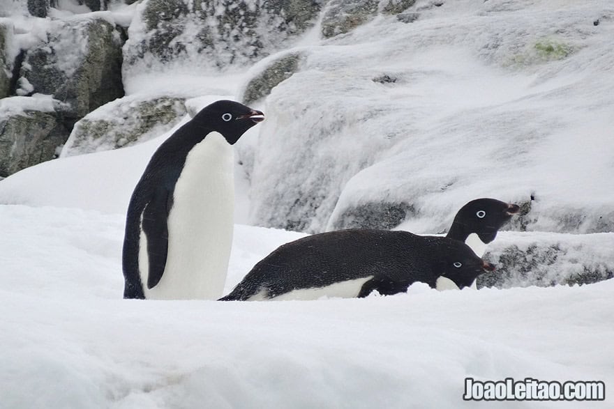 Photo of ADELIE PENGUINS, Antarctica