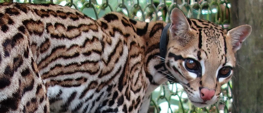 Wounded ocelot in the Amazon Animal Orphanage, Padre Cocha Peru