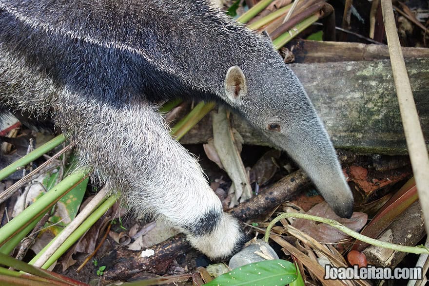 Photo of ANTEATER in Peruvian Amazon Forest, Peru