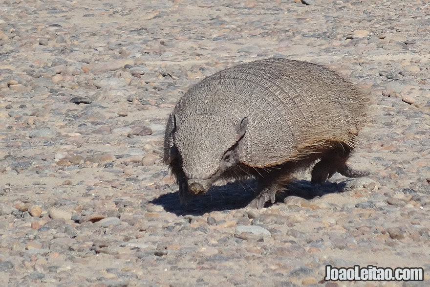 Photo of hungry ARMADILLO in Valdes Peninsula, Argentina