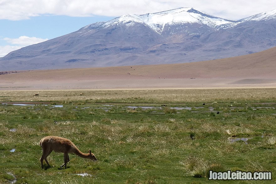 Guanaco in Atacama Desert Chile