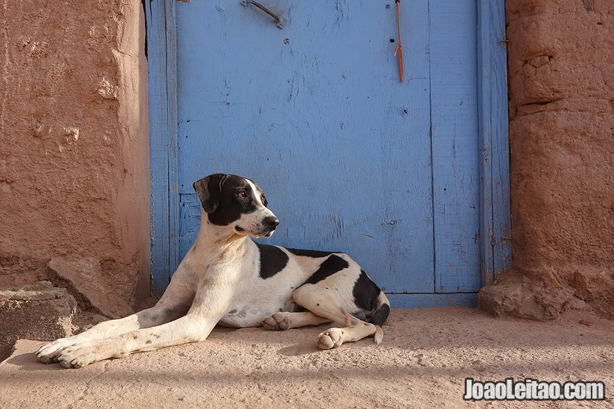 Photo of Dog in Atacama Chile