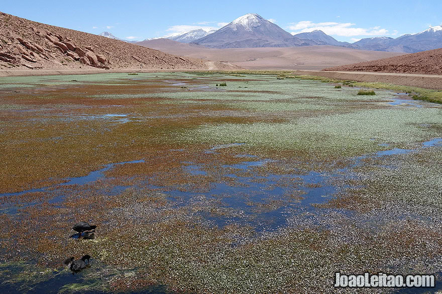 Lake with ducks and Volcano in Atacama Desert Chile