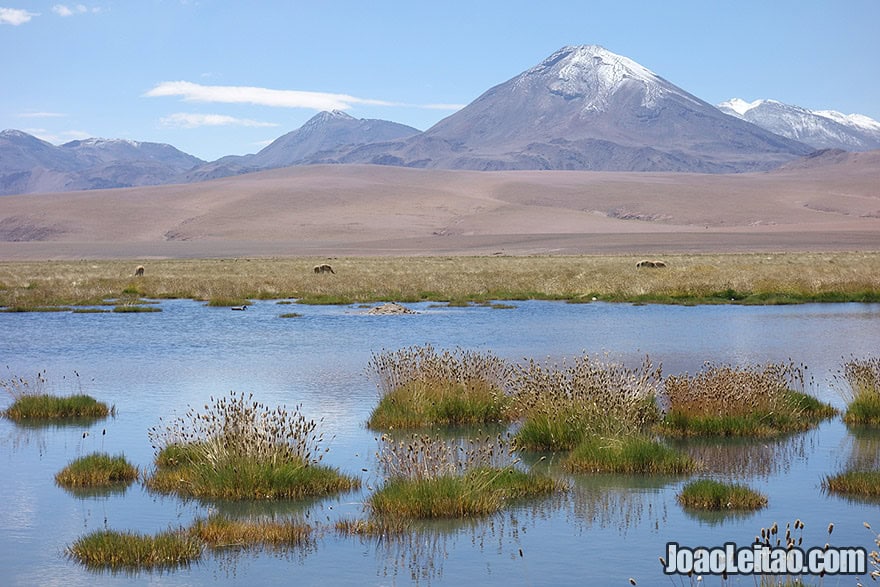 Lake and Volcano in Atacama Desert Chile