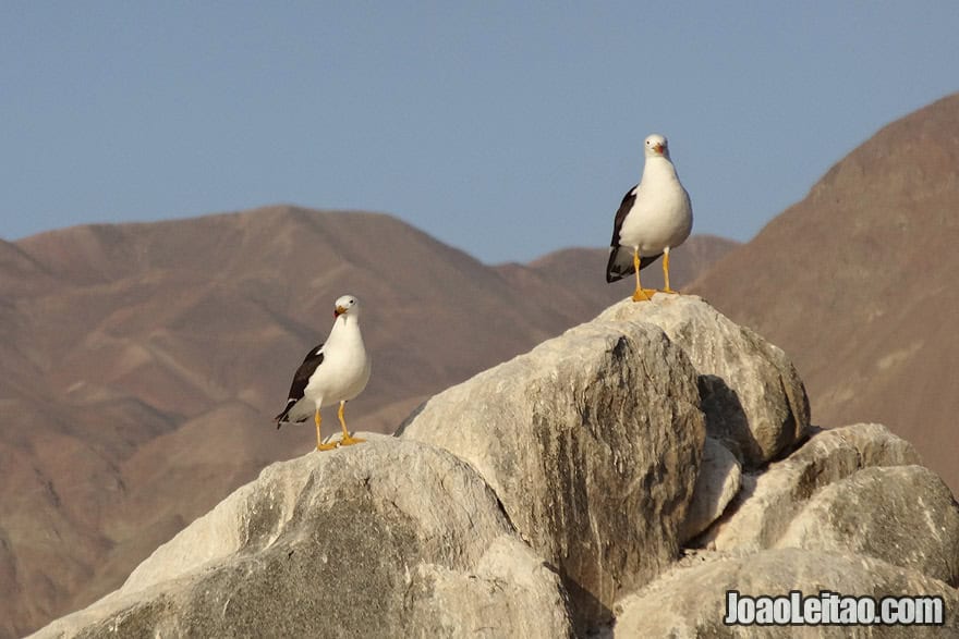 Seagulls on the coast of Atacama Desert Chile