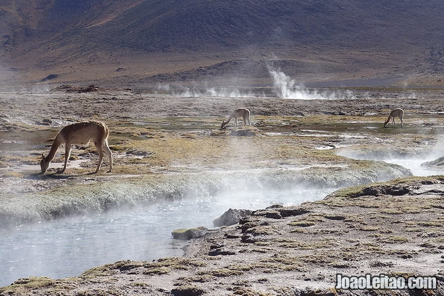 Guanacos in Geyser El Tatio in Atacama Desert Chile