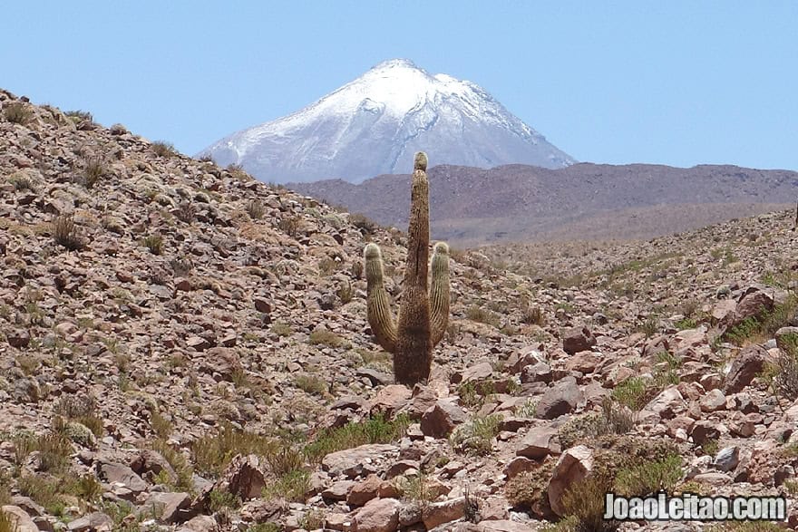 Volcano and Cactus, Inspiring Photos of Atacama Desert